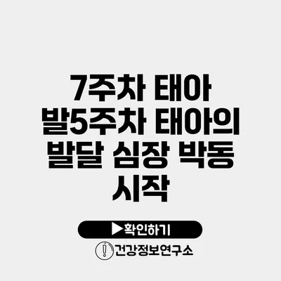7주차 태아 발5주차 태아의 발달 심장 박동 시작