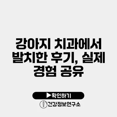 강아지 치과에서 발치한 후기, 실제 경험 공유